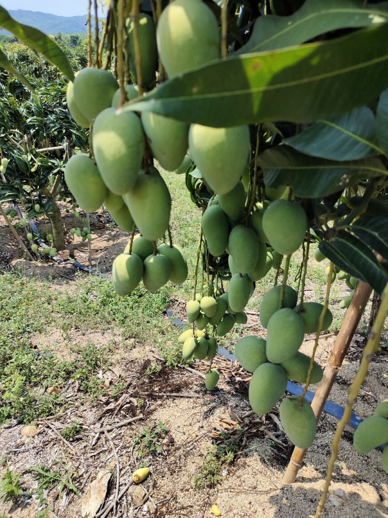 海南台农芒果大量出货新鲜采摘一手货源欢迎采购