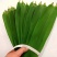 芦苇叶粽叶新鲜粽叶芦苇叶