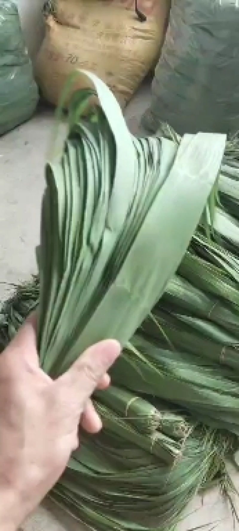 芦苇叶粽叶新鲜粽叶芦苇叶