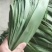 芦苇叶粽叶新鲜粽叶芦苇叶