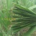 芦苇叶粽叶新鲜粽叶芦苇叶