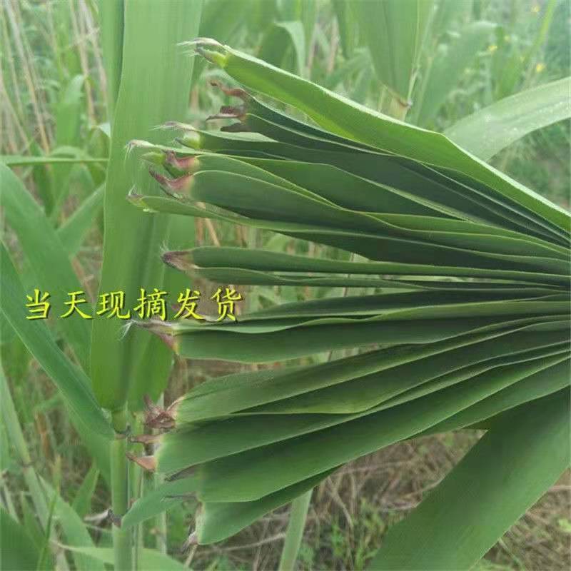 芦苇叶粽叶新鲜粽叶芦苇叶