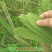 芦苇叶粽叶新鲜粽叶芦苇叶