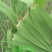 芦苇叶粽叶新鲜粽叶芦苇叶