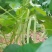 精品芸豆大量上市，口感番茄大量诚信代购
