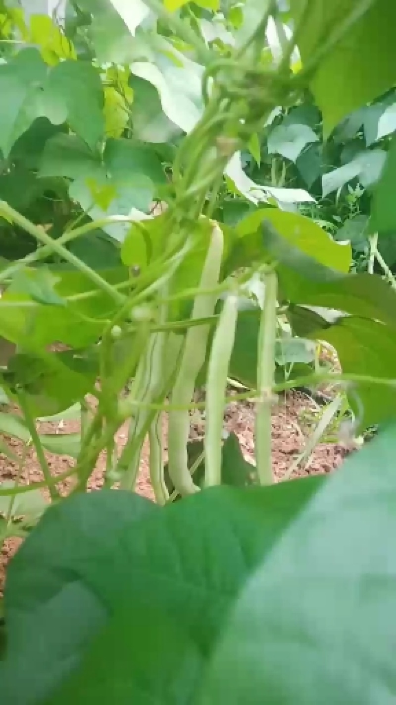 精品芸豆大量上市，口感番茄大量诚信代购