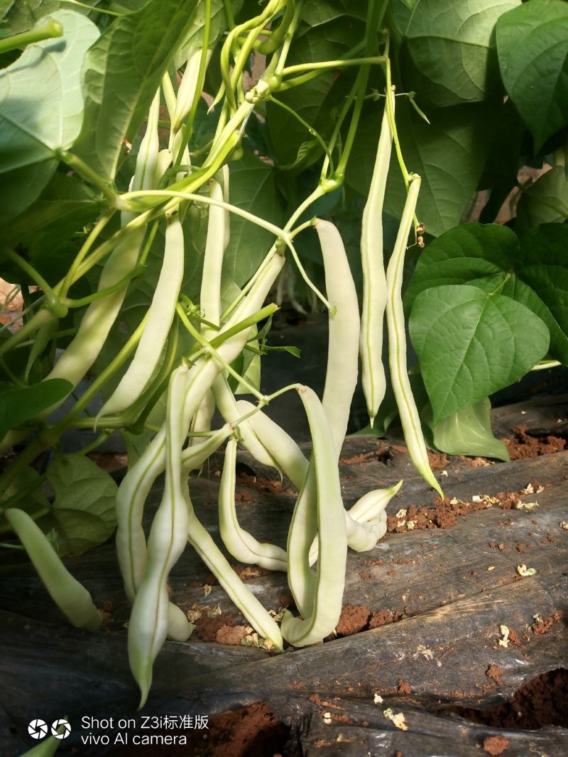 精品芸豆大量上市，口感番茄大量诚信代购