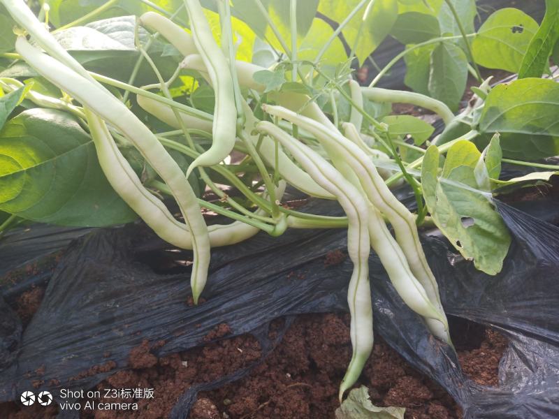 精品芸豆大量上市，口感番茄大量诚信代购