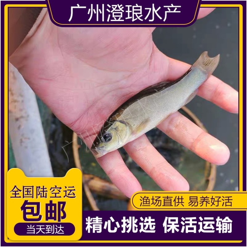 丁桂鱼苗活体丁岁鱼苗须岁鱼苗丁鲑鱼苗丁贵鱼苗医生鱼苗淡水