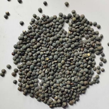 黑扁豆