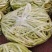 白芸豆、白不老20cm以上、九粒白芸豆大量供应，保证质量