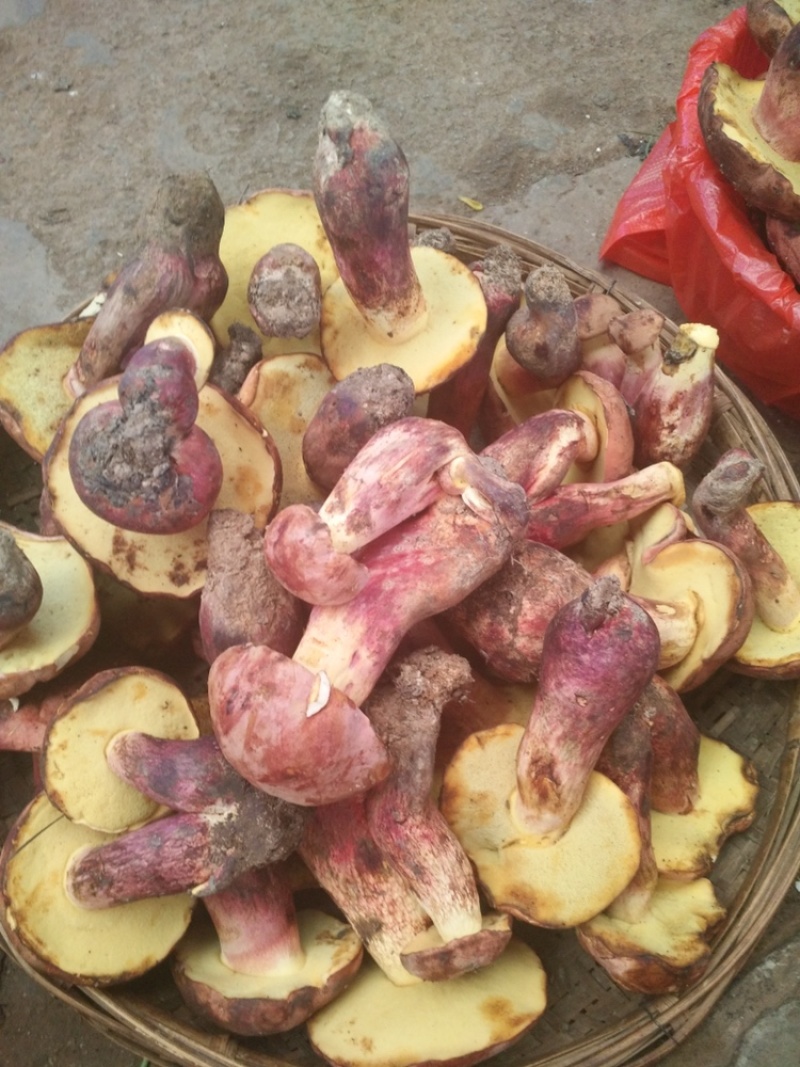 野生菌少量现货电商可做代理