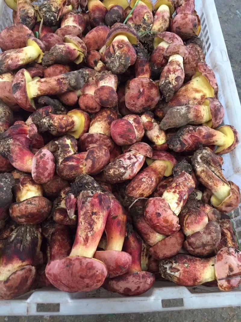 野生菌少量现货电商可做代理
