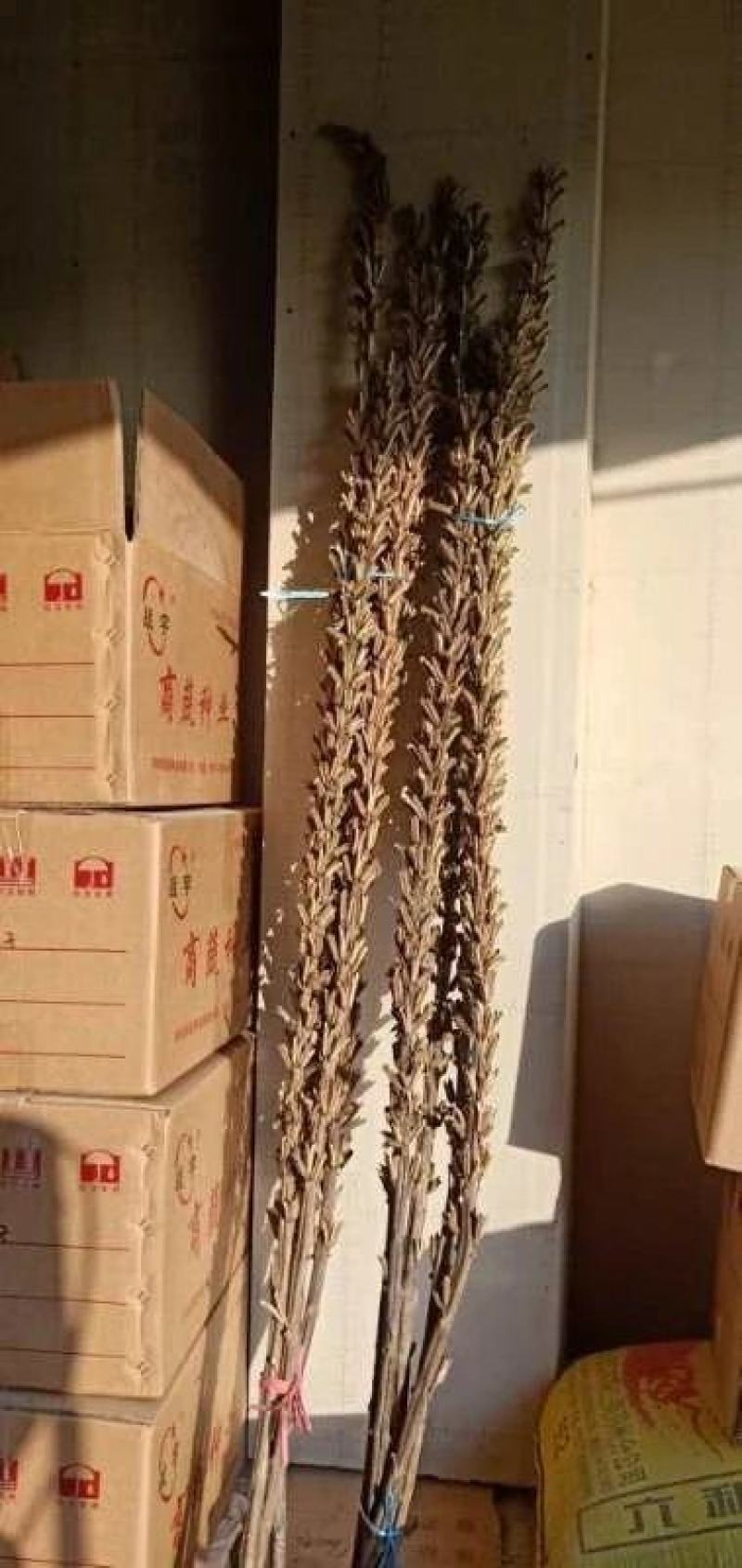 高产芝麻——油娃娃，亩产500-600斤