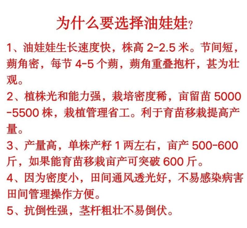 高产芝麻——油娃娃，亩产500-600斤