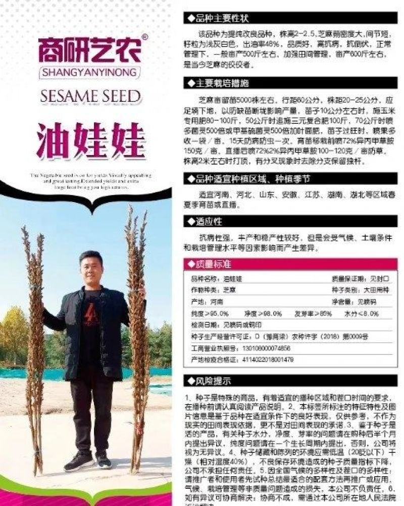 高产芝麻——油娃娃，亩产500-600斤