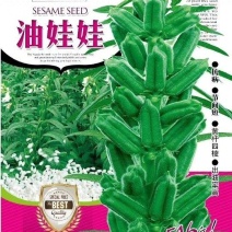 高产芝麻——油娃娃，亩产500-600斤