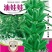 高产芝麻——油娃娃，亩产500-600斤
