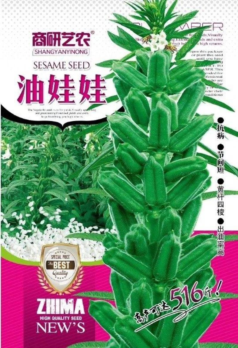 高产芝麻——油娃娃，亩产500-600斤