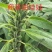 高产芝麻——油娃娃，亩产500-600斤