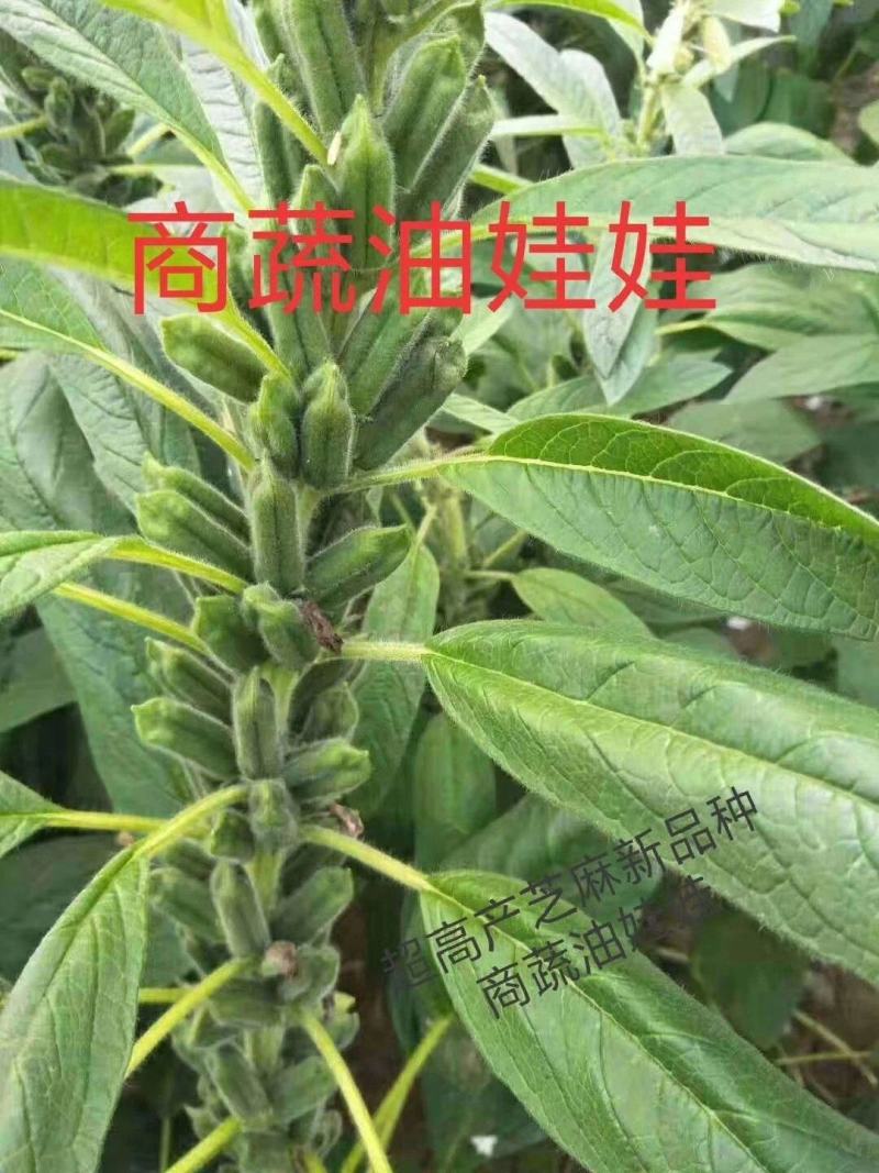高产芝麻——油娃娃，亩产500-600斤
