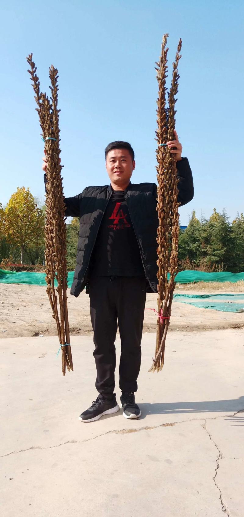 高产芝麻——油娃娃，亩产500-600斤