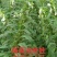 高产芝麻——油娃娃，亩产500-600斤