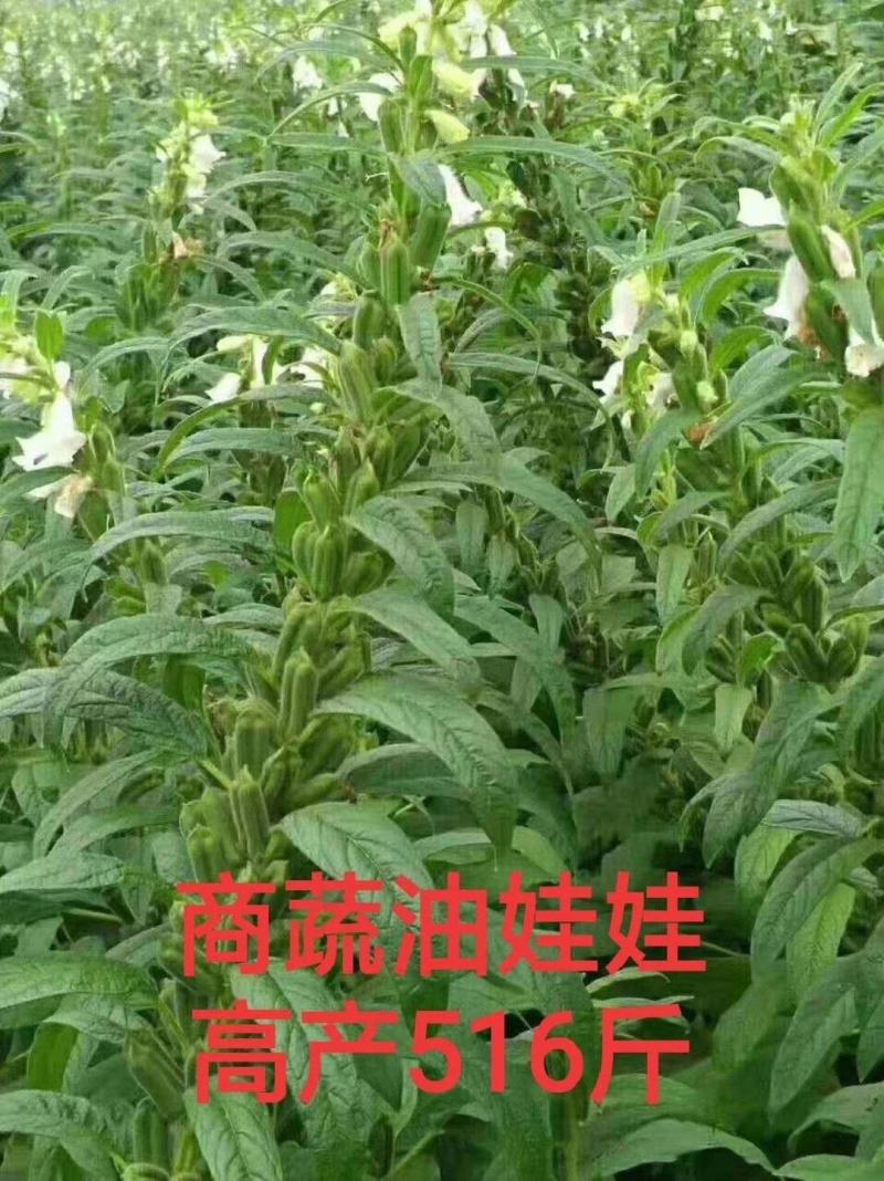 高产芝麻——油娃娃，亩产500-600斤