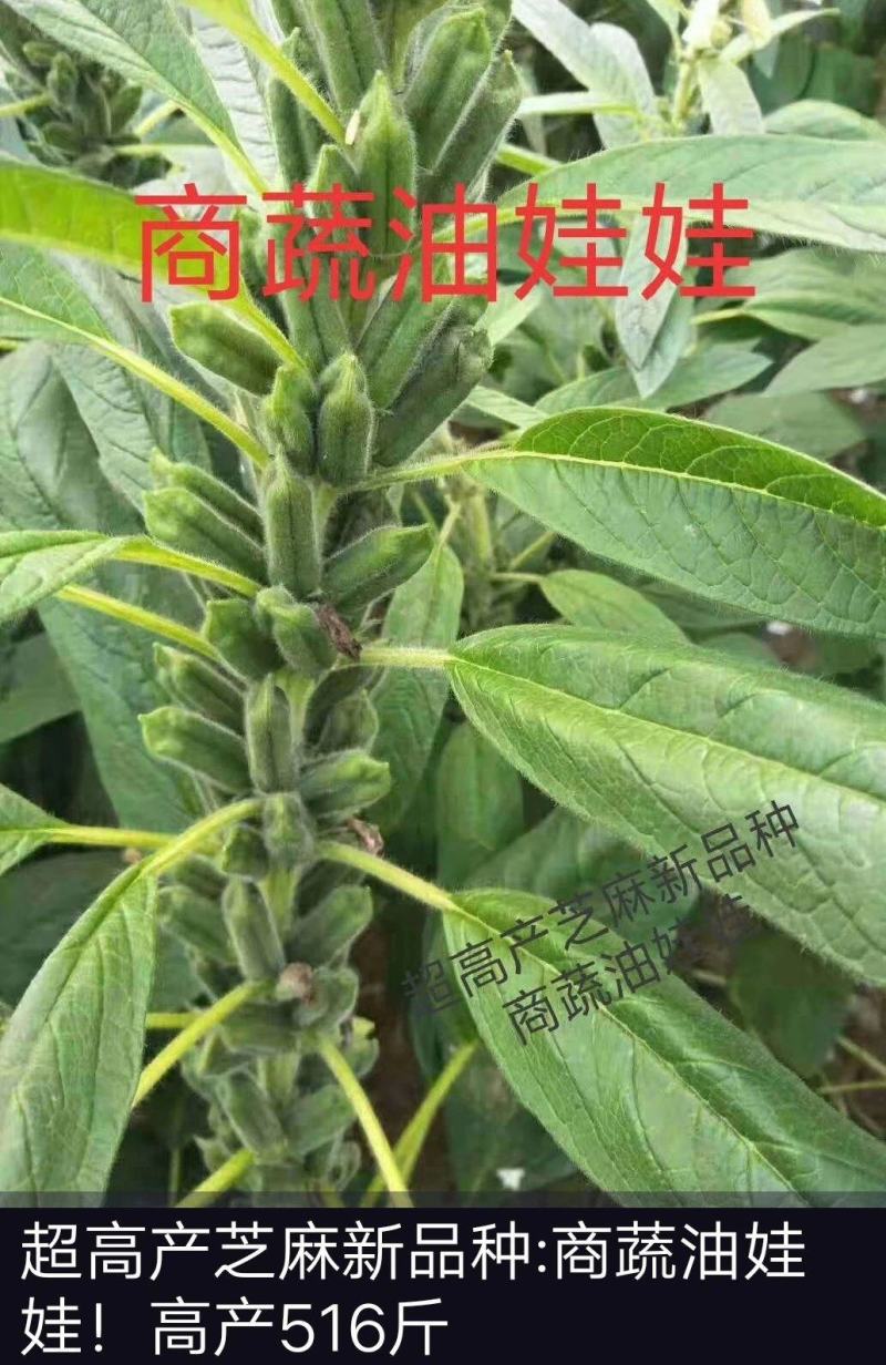 高产芝麻——油娃娃，亩产500-600斤