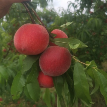 高山水蜜桃