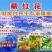 特级藏红花2021新货干度好颜色漂亮一件20斤