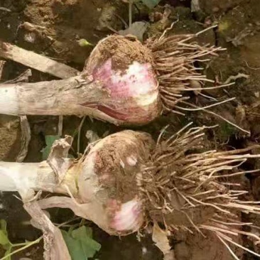 饶阳本地大蒜大量上市个中全程智能头足有需要的联系我