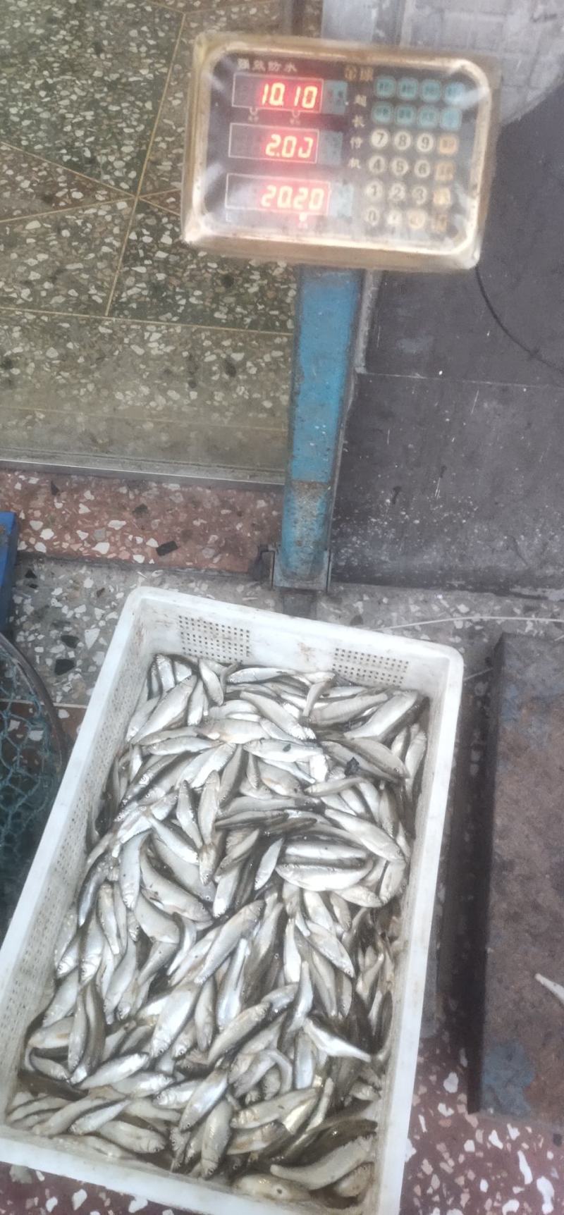 马口鱼鱼干，冻板