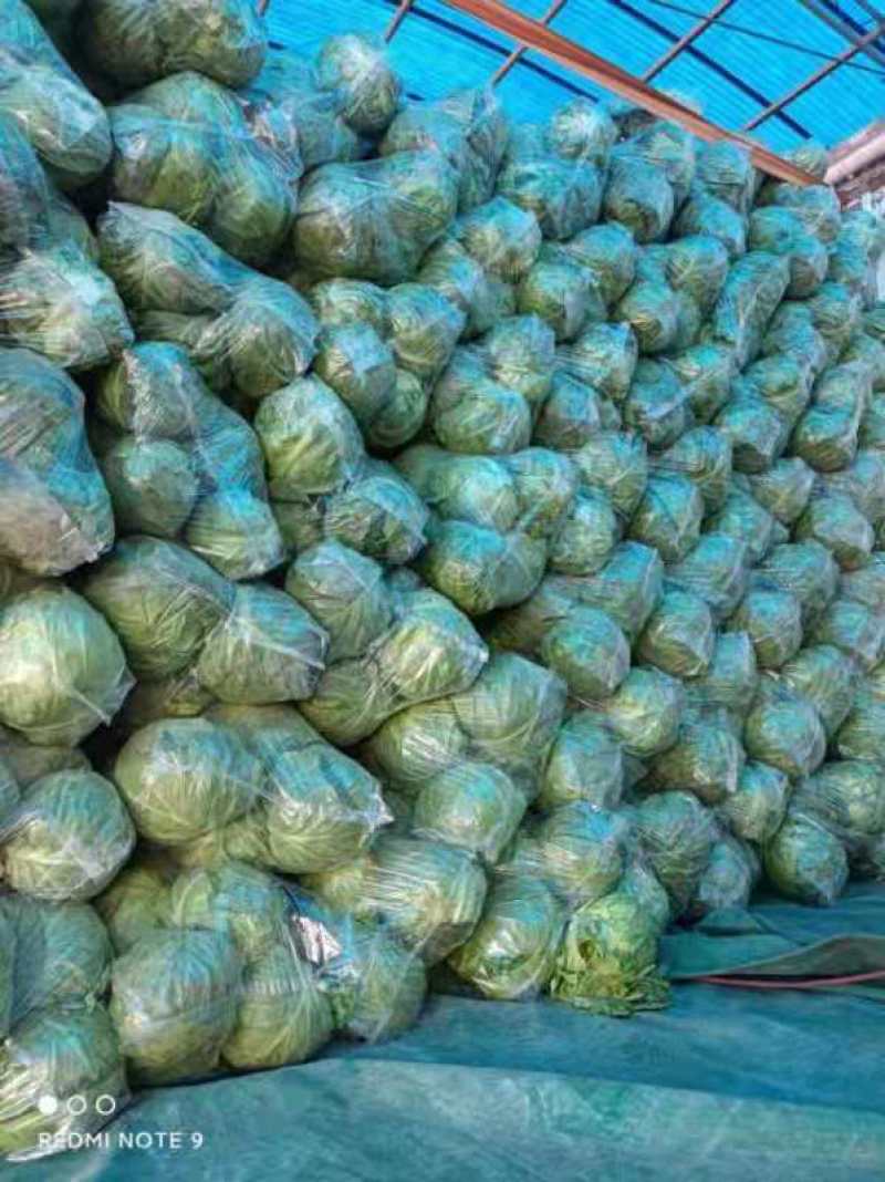 河南精品圆包菜大量上市中产地直供品质优良一手货源
