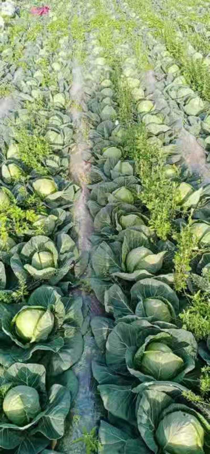 河南精品圆包菜大量上市中产地直供品质优良一手货源