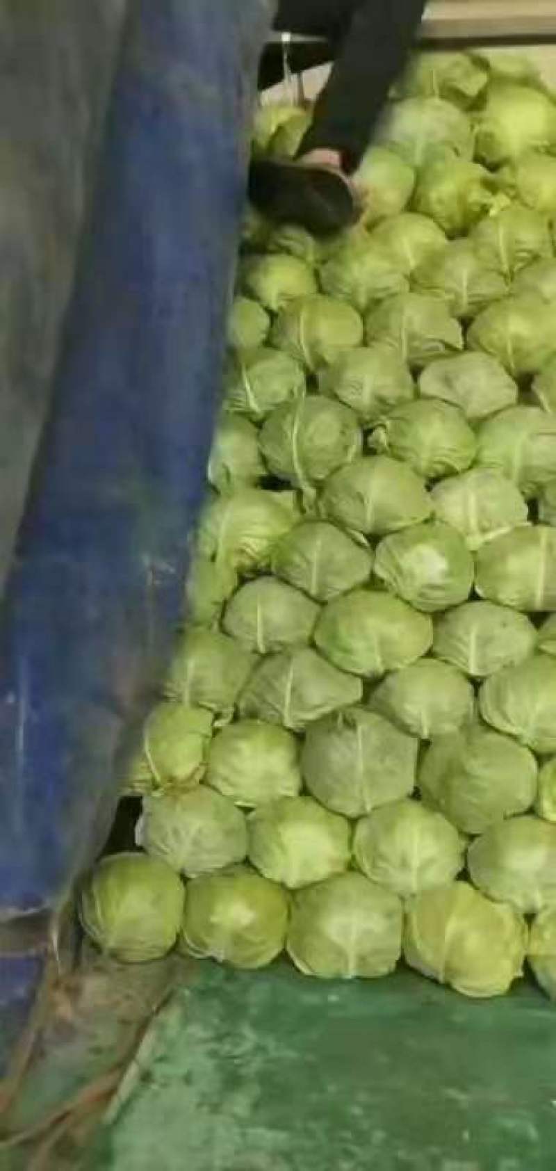 河南精品圆包菜大量上市中产地直供品质优良一手货源