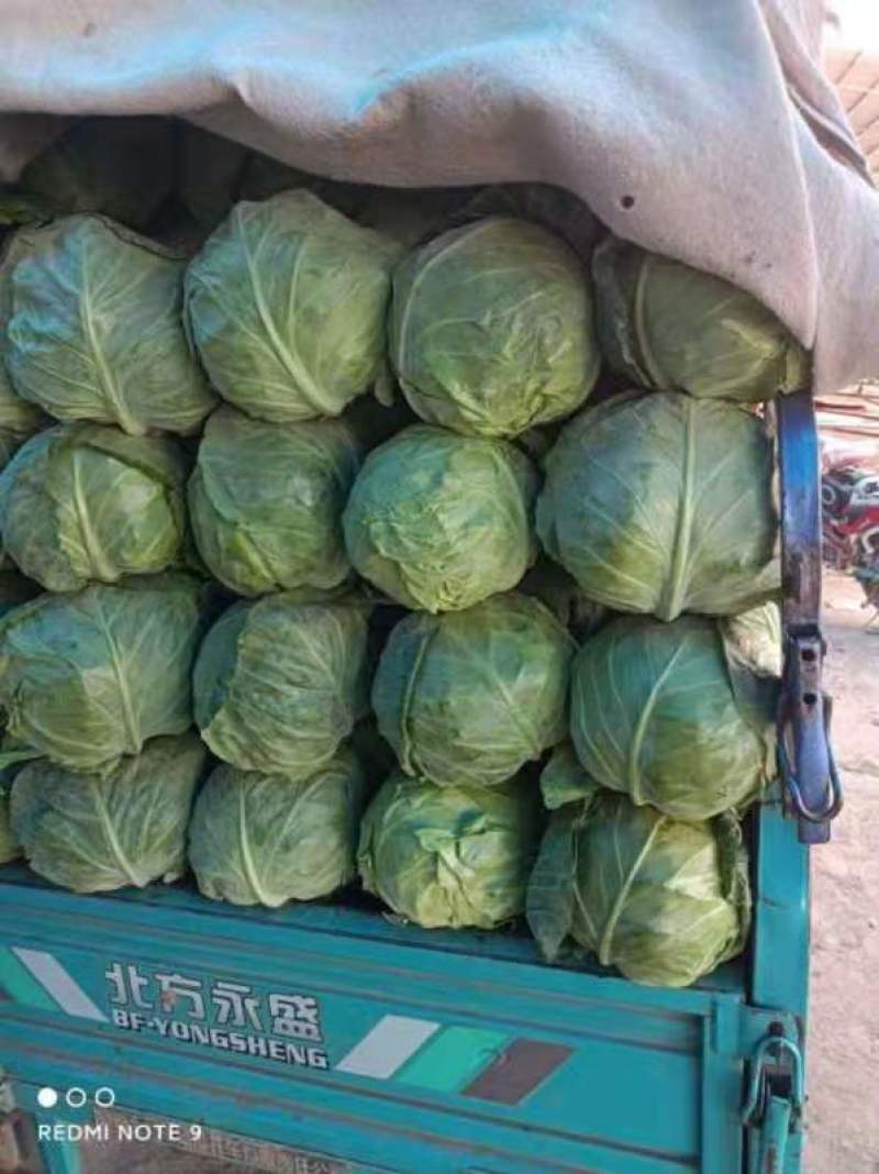 河南精品圆包菜大量上市中产地直供品质优良一手货源