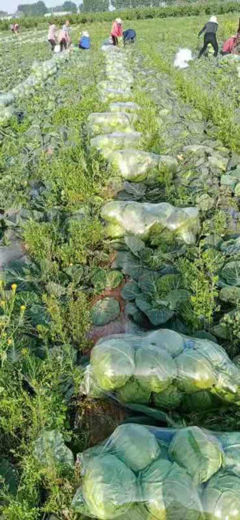 河南精品圆包菜大量上市中产地直供品质优良一手货源