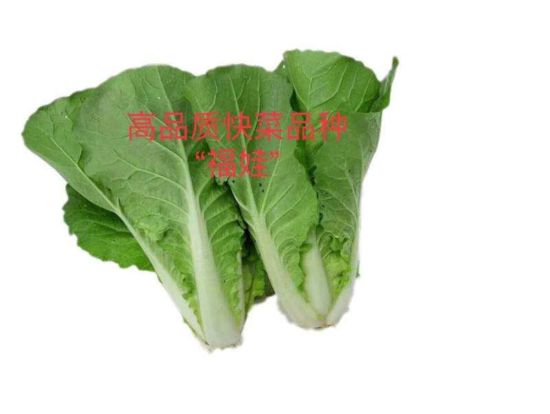 福娃快菜春夏秋冬四季种植耐热耐寒奶油快菜小白菜