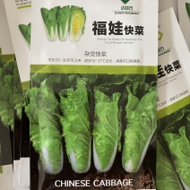 福娃快菜春夏秋冬四季种植耐热耐寒奶油快菜小白菜