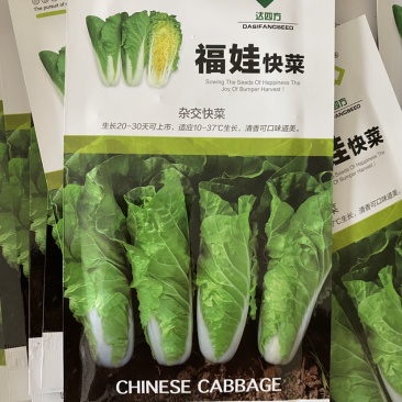 福娃快菜春夏秋冬四季种植耐热耐寒奶油快菜小白菜