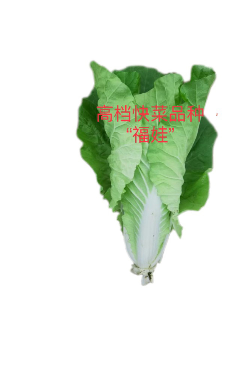 福娃快菜春夏秋冬四季种植耐热耐寒奶油快菜小白菜