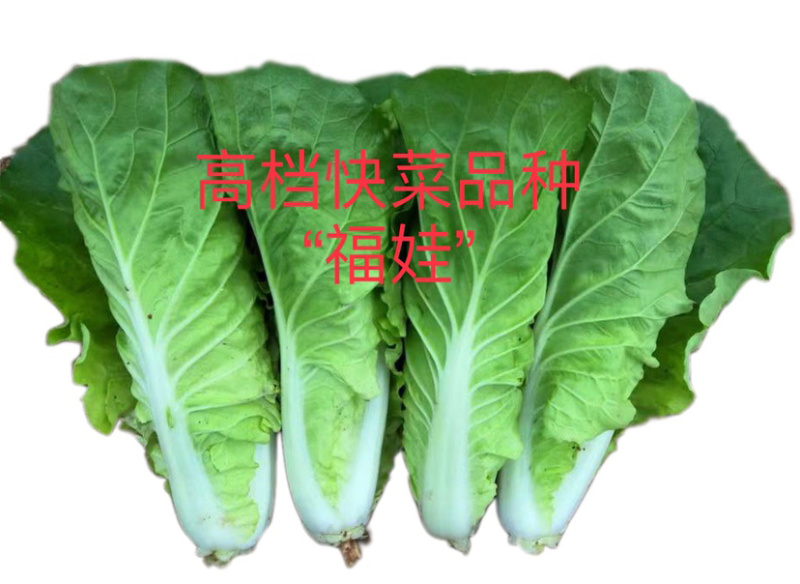 福娃快菜春夏秋冬四季种植耐热耐寒奶油快菜小白菜
