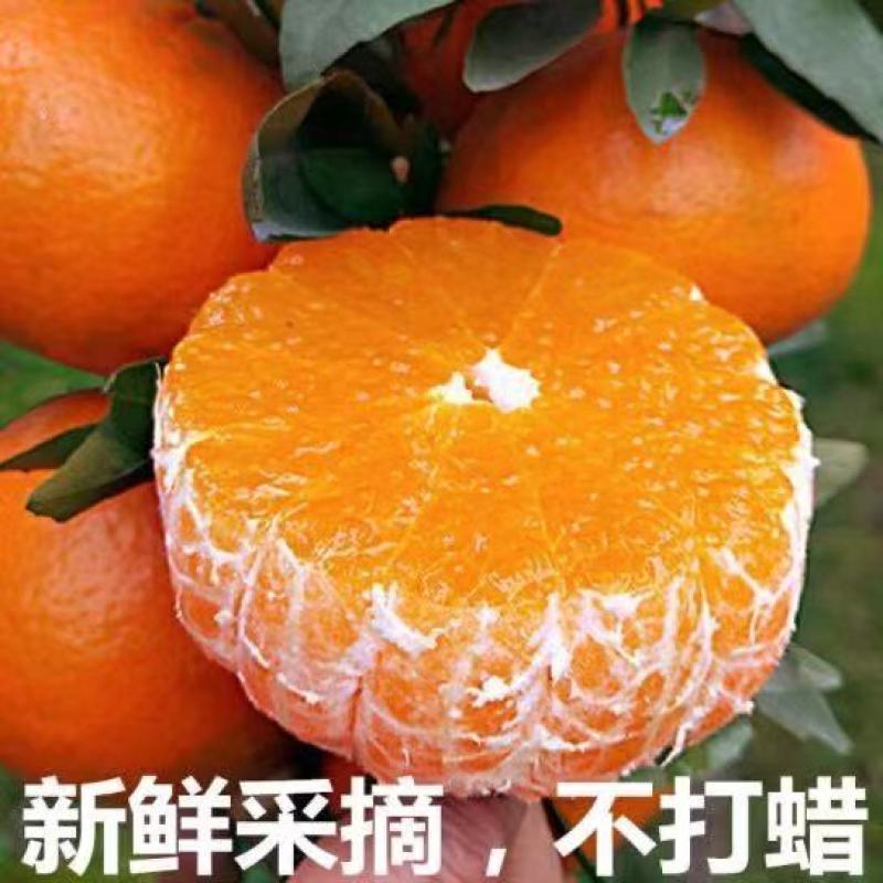 广西沃柑电商一件代发，团购批发，电商一件代发