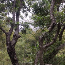 古树杨梅