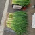 长白大葱葱苗30cm