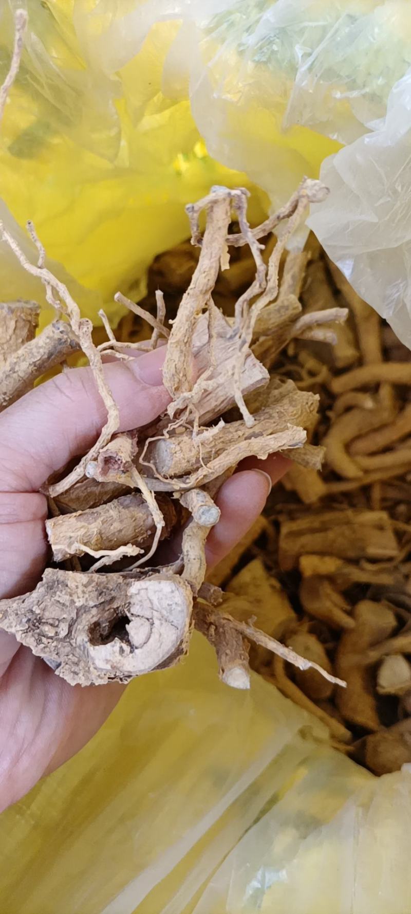 黄皮杜仲根山杜仲