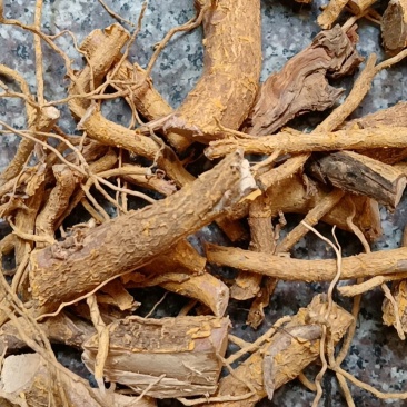 黄皮杜仲根山杜仲