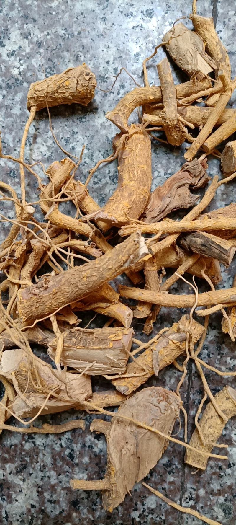 黄皮杜仲根山杜仲