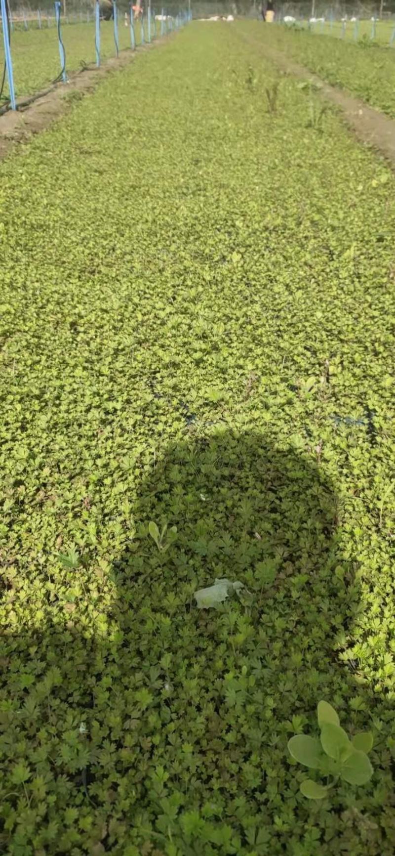 五叶委陵菜地被匍匐植物基地大量供应